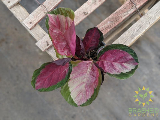 Calathea Roseopicta 'Rosey' LIMITED