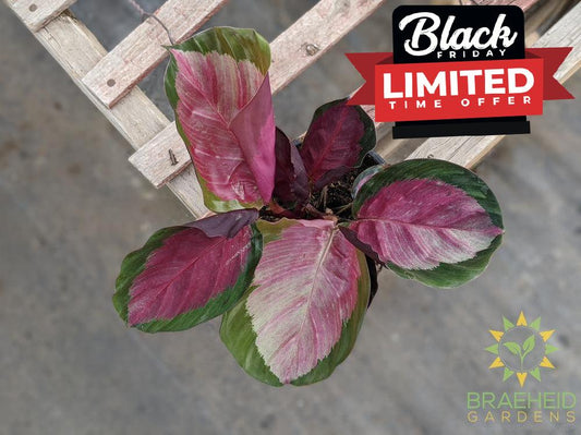 Calathea Roseopicta 'Rosey' LIMITED