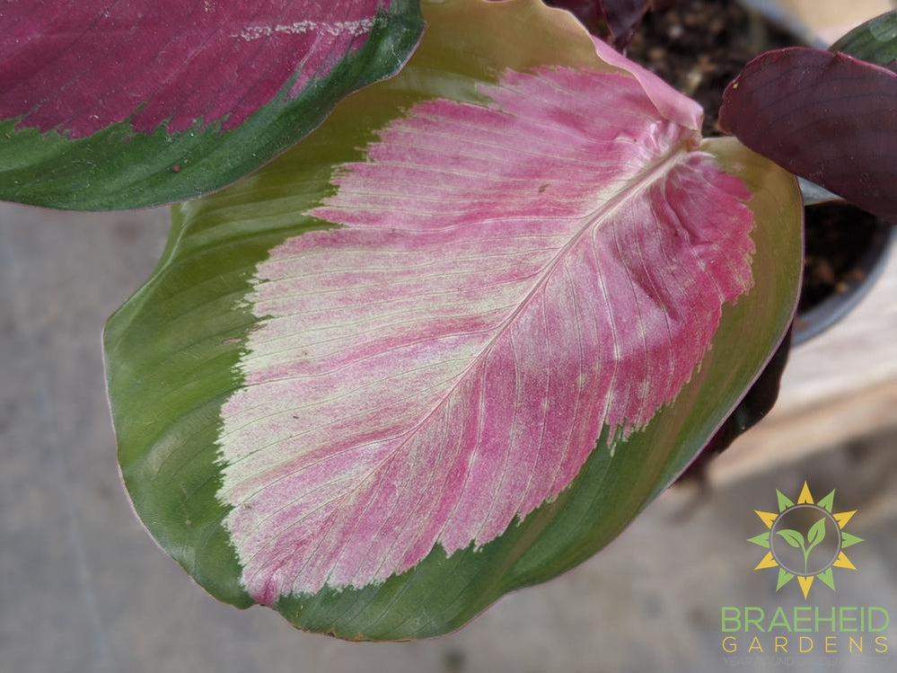Calathea Roseopicta 'Rosey' LIMITED