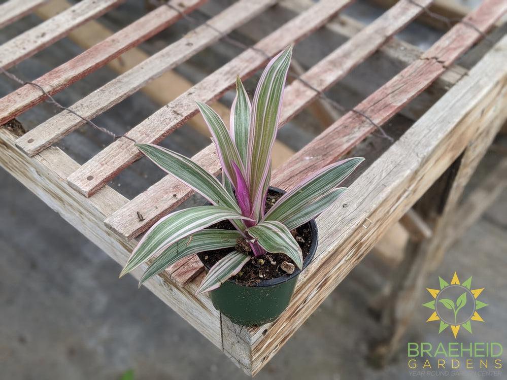 Moses in a Cradle Variegated