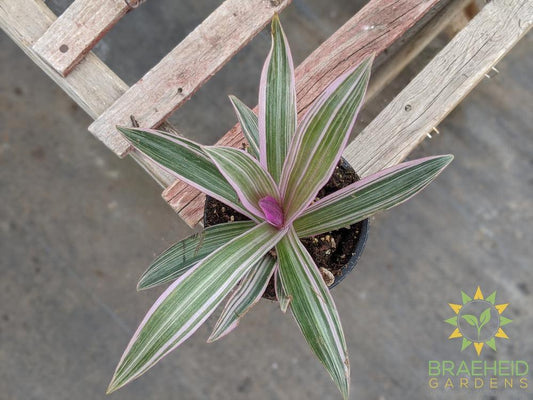 Moses in a Cradle Variegated