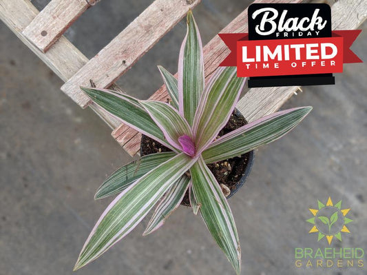 Moses in a Cradle Variegated