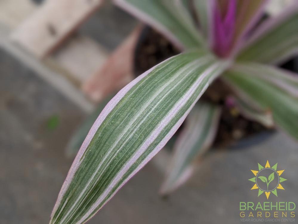 Moses in a Cradle Variegated