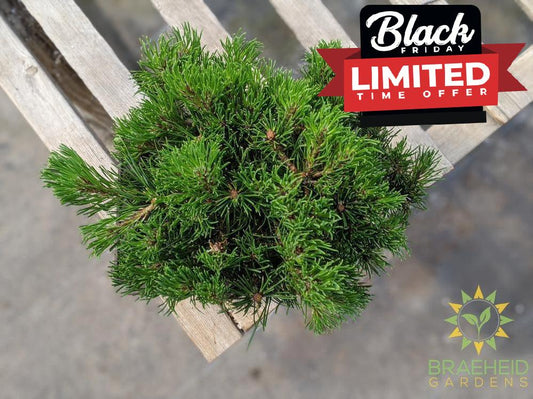 Japanese Stone Pine Bonsai