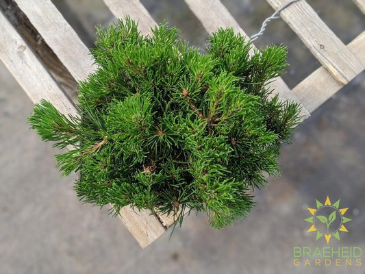 Japanese Stone Pine Bonsai