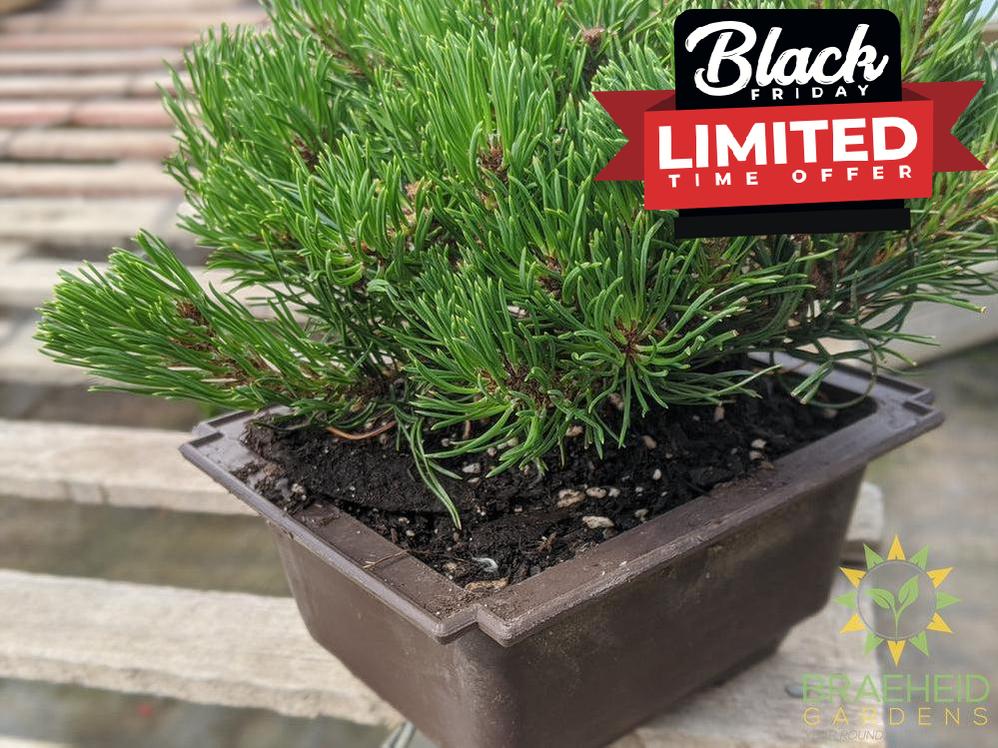 Japanese Stone Pine Bonsai