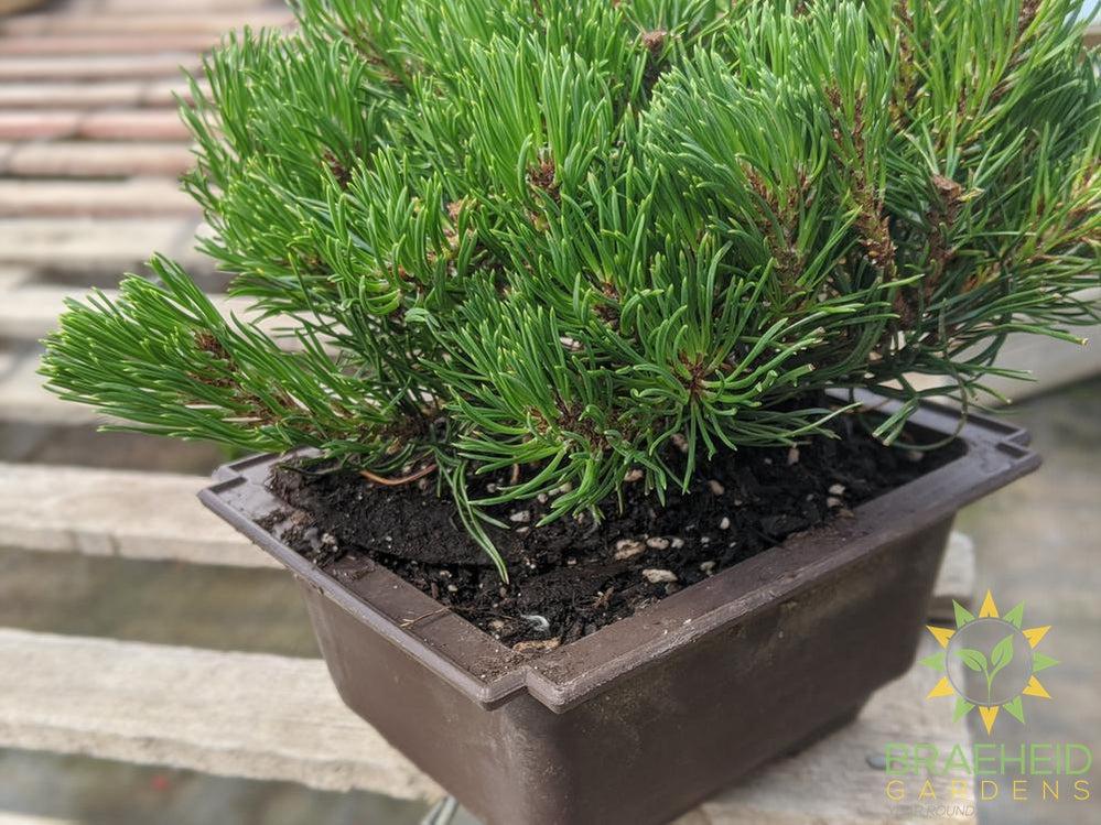 Japanese Stone Pine Bonsai