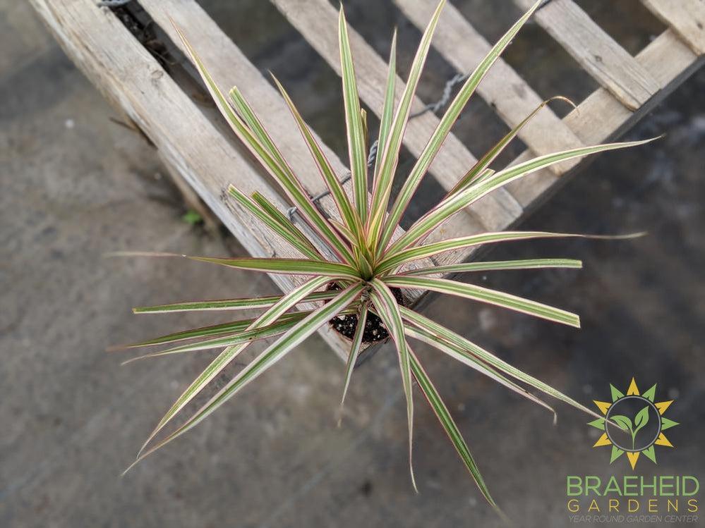 Dragon Tree Colorama - Dracaena Marginata