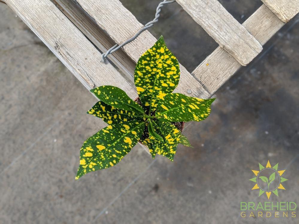 Croton Gold Dust