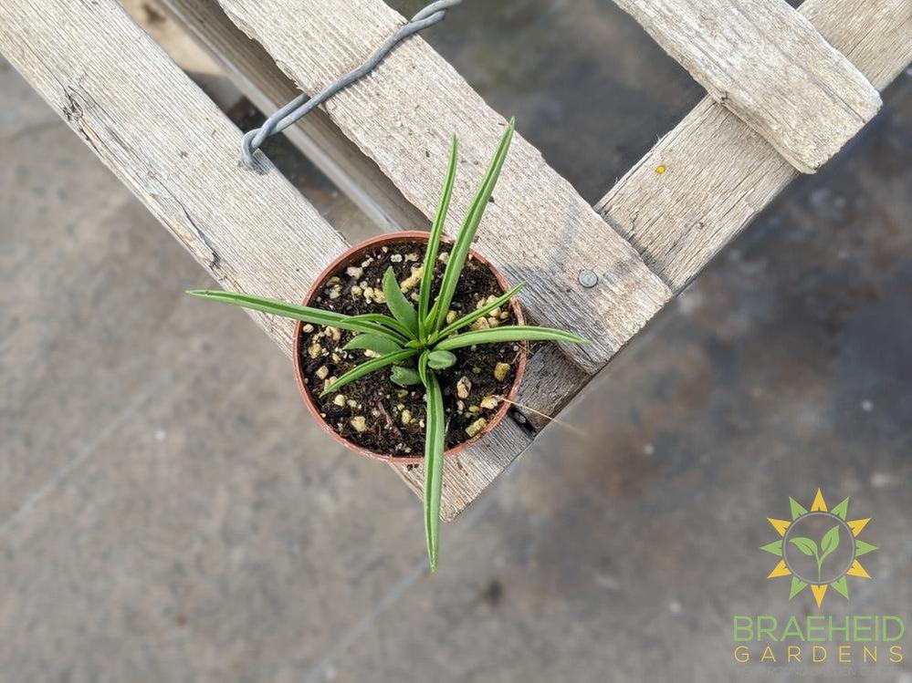 Peperomia ferreyrae - Happy Bean