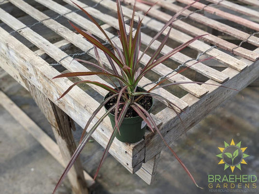 Dragon Tree Colorama Red - Dracaena Marginata