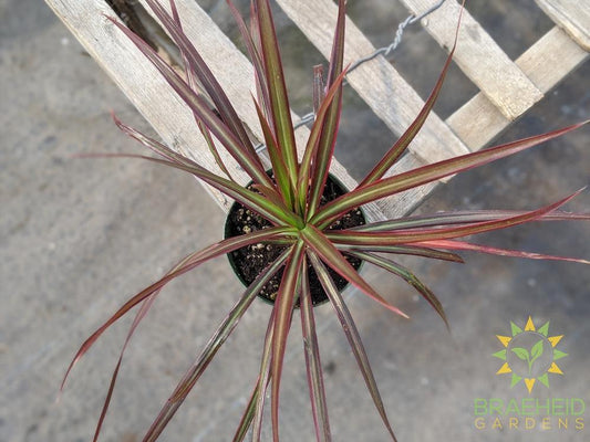 Dragon Tree Colorama Red - Dracaena Marginata