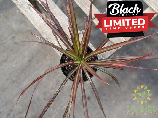 Dragon Tree Colorama Red - Dracaena Marginata