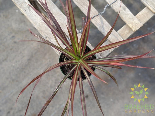Dragon Tree Colorama Red - Dracaena Marginata