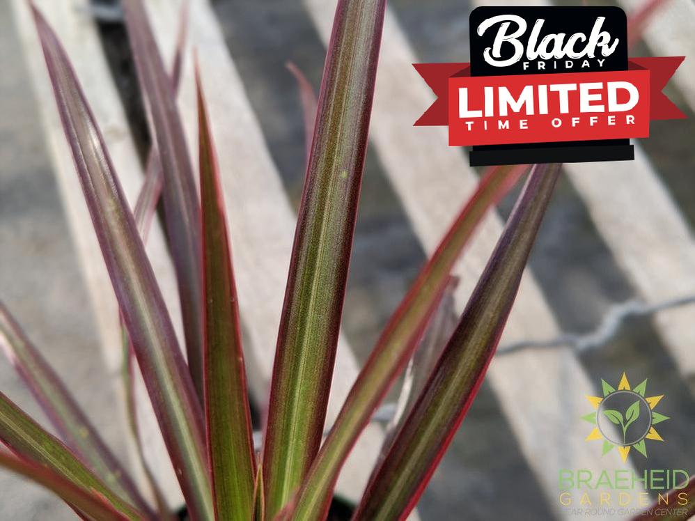 Dragon Tree Colorama Red - Dracaena Marginata