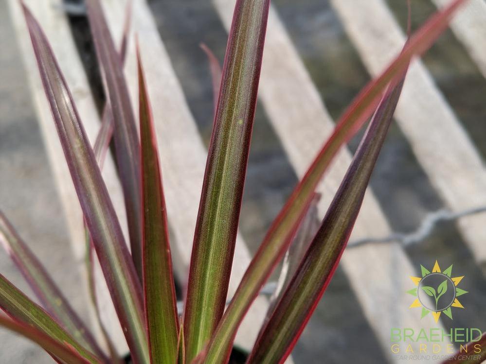 Dragon Tree Colorama Red - Dracaena Marginata