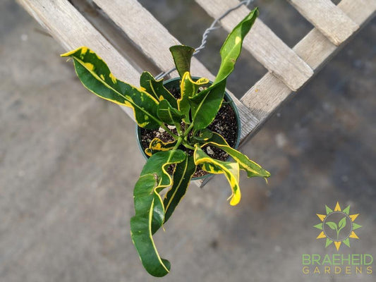 Croton Curly Leaf