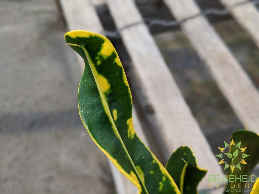 Croton Curly Leaf