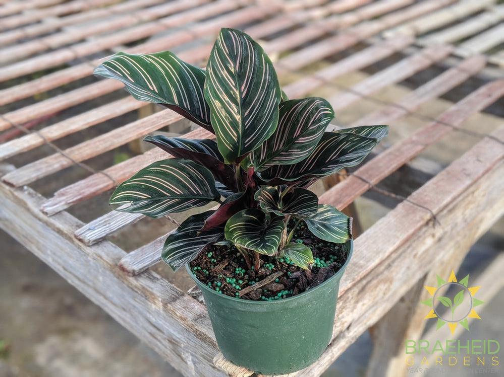 Pin Stripe Calathea (Calathea Ornata)