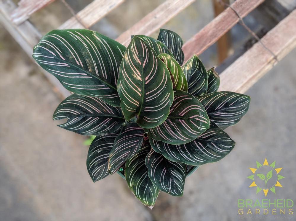 Pin Stripe Calathea (Calathea Ornata)