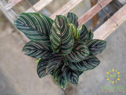 Pin Stripe Calathea (Calathea Ornata)