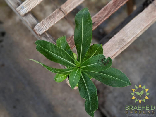 Desert Rose (Adenium)