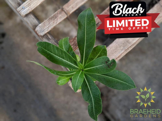 Desert Rose (Adenium)