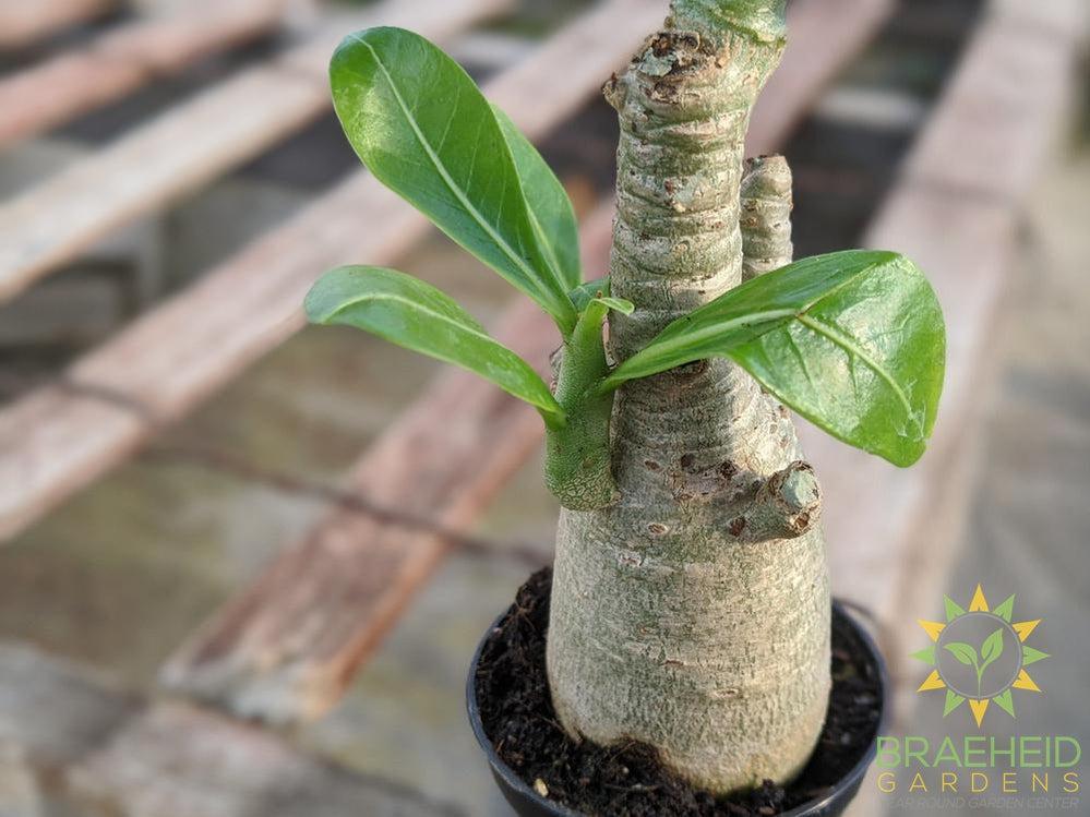 Desert Rose (Adenium)