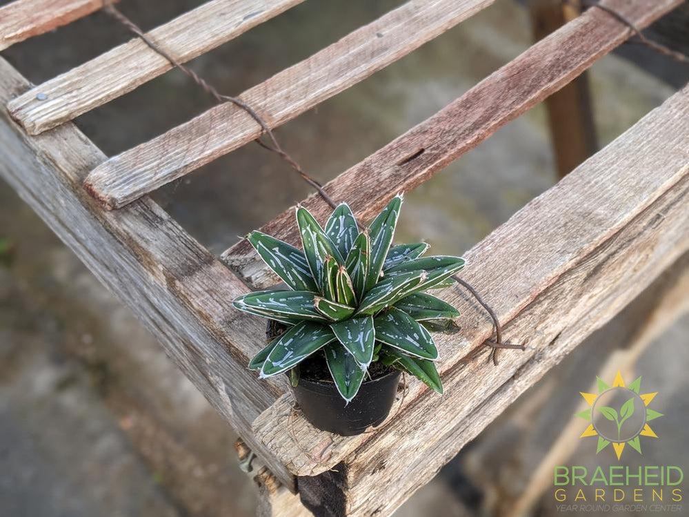 Queen Victoria Agave