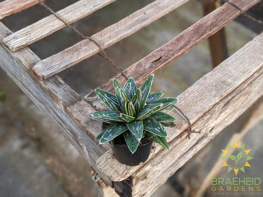 Queen Victoria Agave