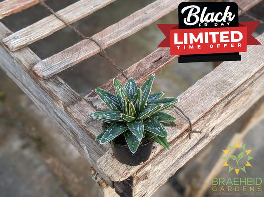 Queen Victoria Agave