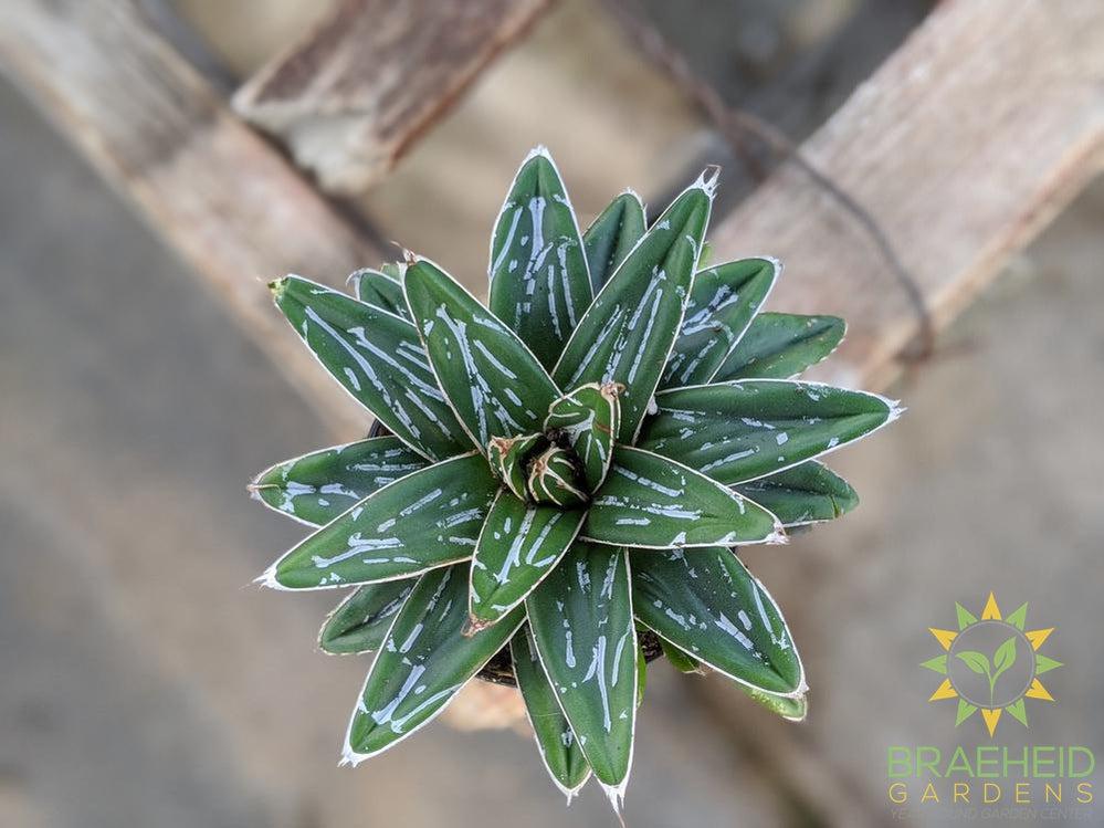 Queen Victoria Agave