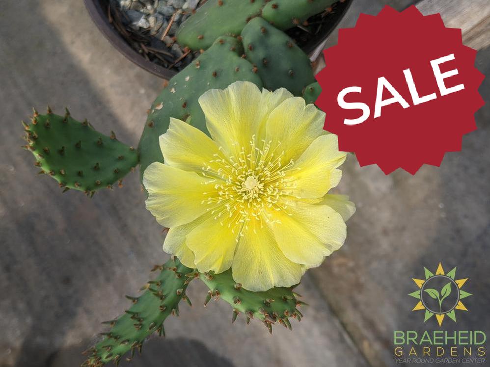 Opuntia Humifusa - Cold Hardy