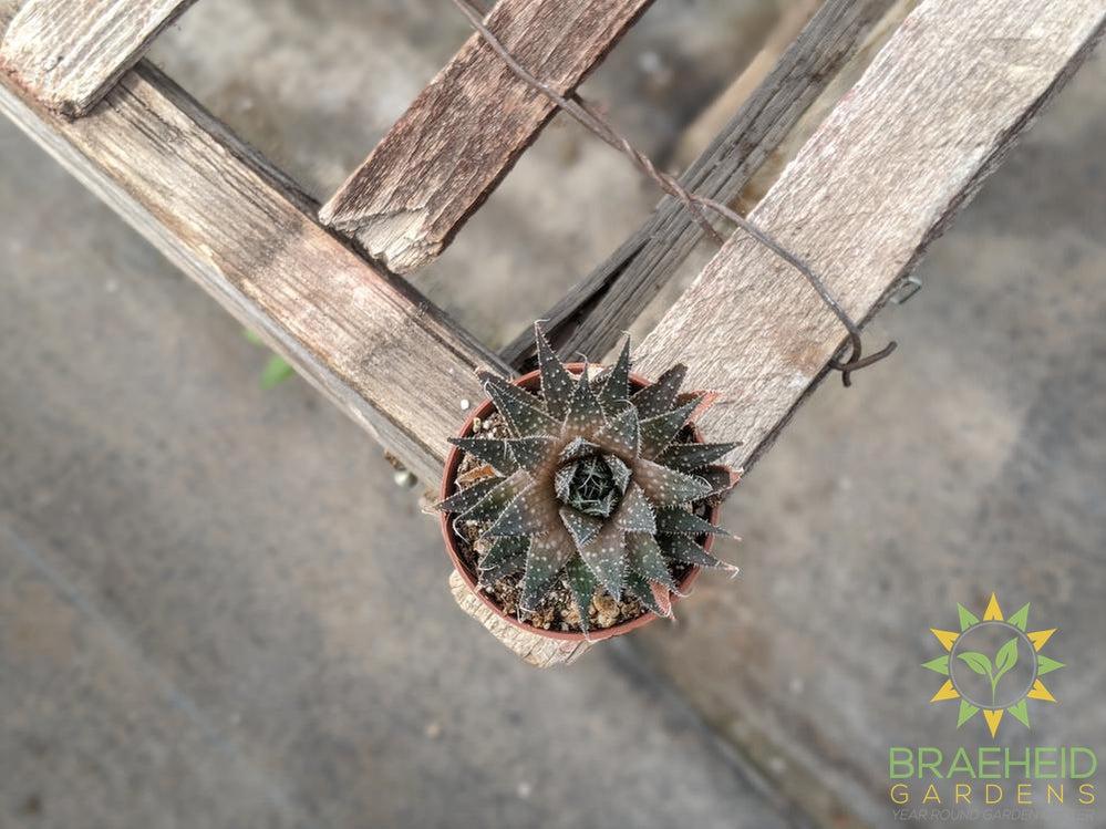 GasterAloe Flow