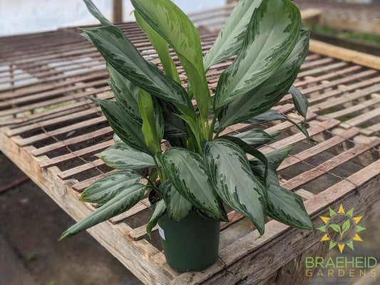 Silver Bay Chinese Evergreen - NO SHIP -