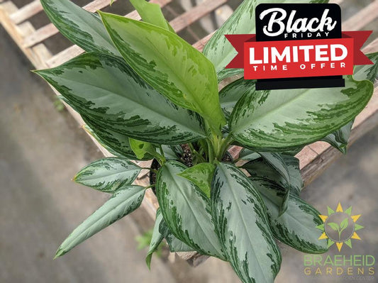 Silver Bay Chinese Evergreen - NO SHIP -