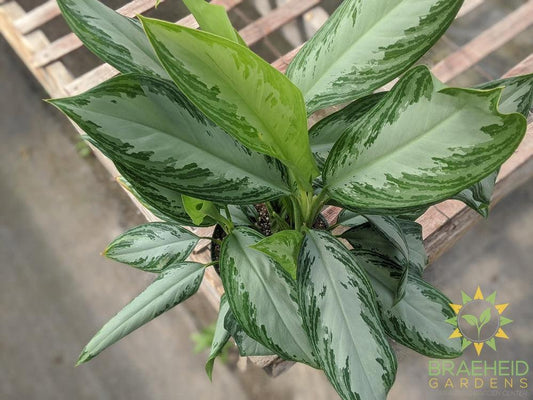Silver Bay Chinese Evergreen - NO SHIP -