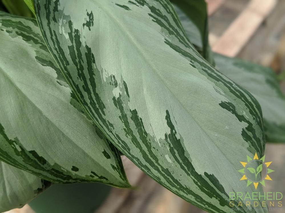 Silver Bay Chinese Evergreen - NO SHIP -