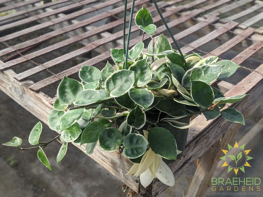 Hoya Carnosa cv. Snowball full plant