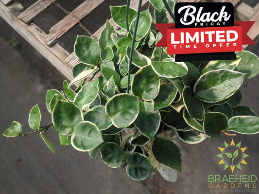 Order Hoya Snowball plant Canada