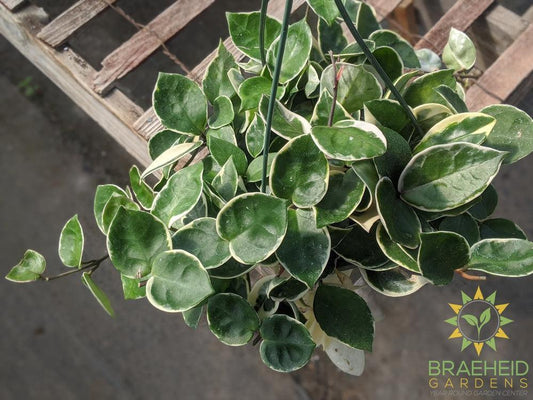 Order Hoya Snowball plant Canada