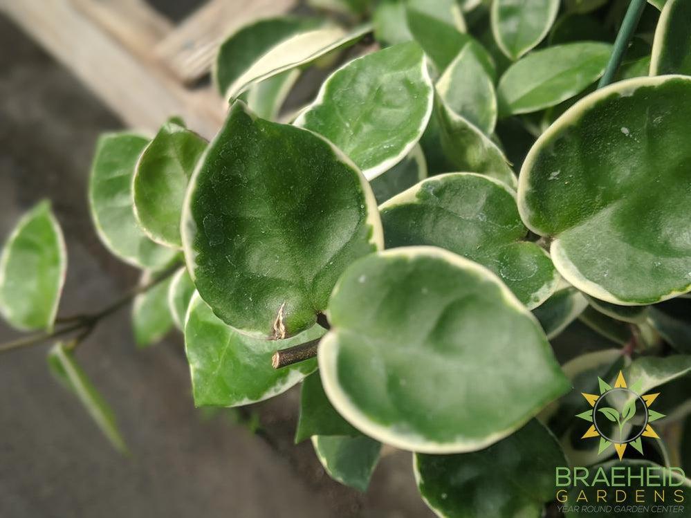 Hoya Snowball Leaf photo