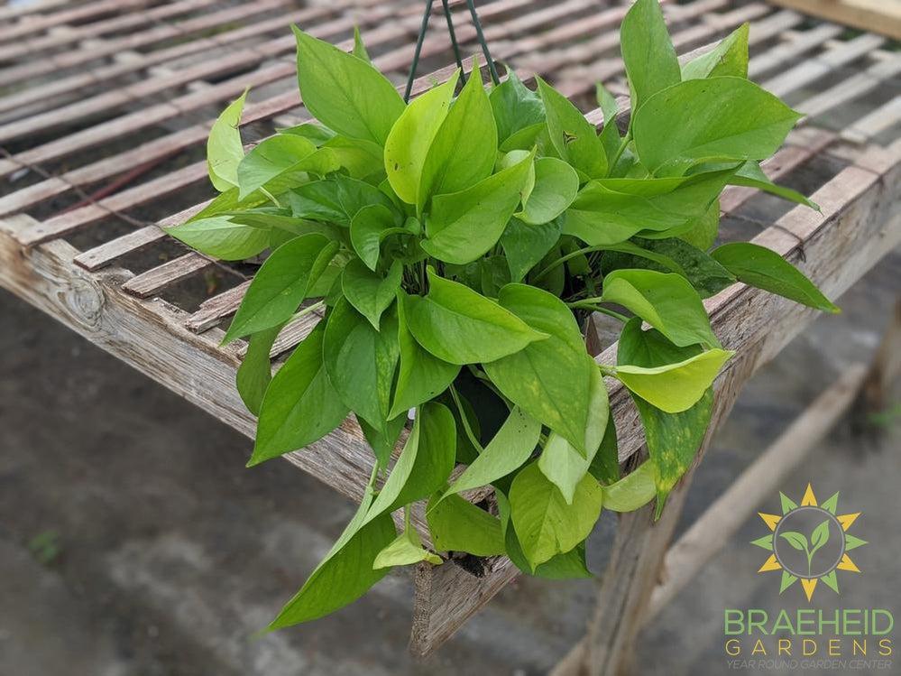 Neon Pothos Epipremnum Hanging basket in Canada
