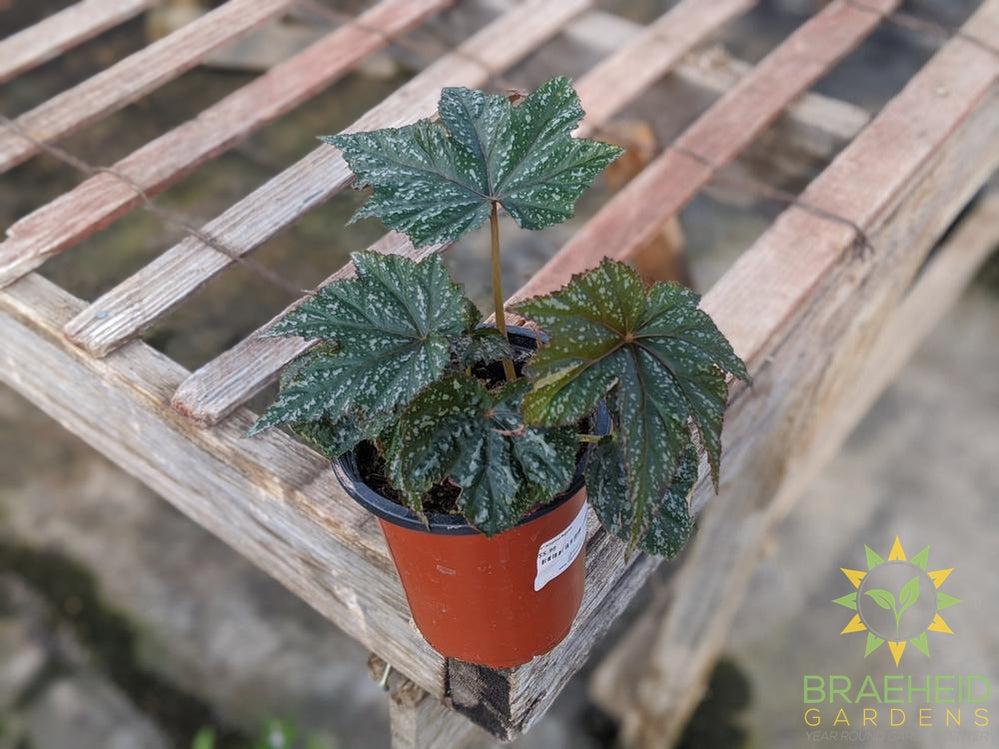 Gryphon Begonia