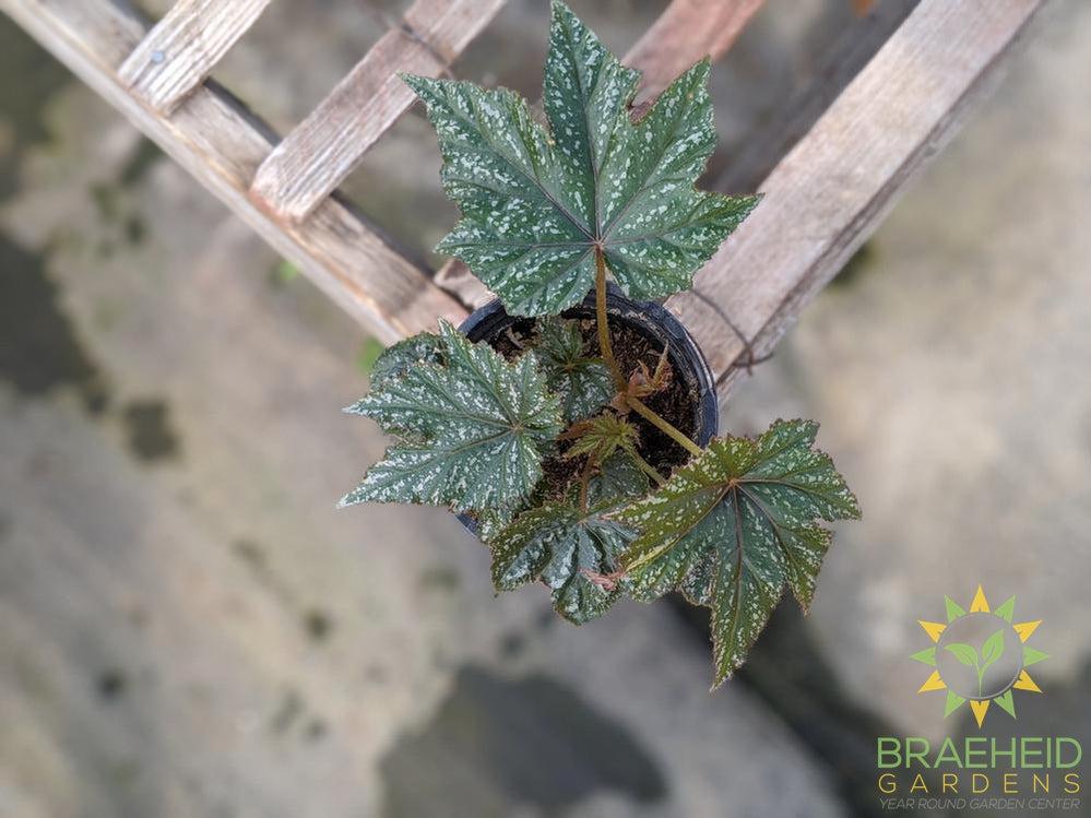 Gryphon Begonia