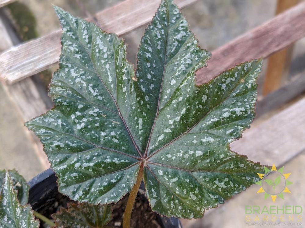 Gryphon Begonia
