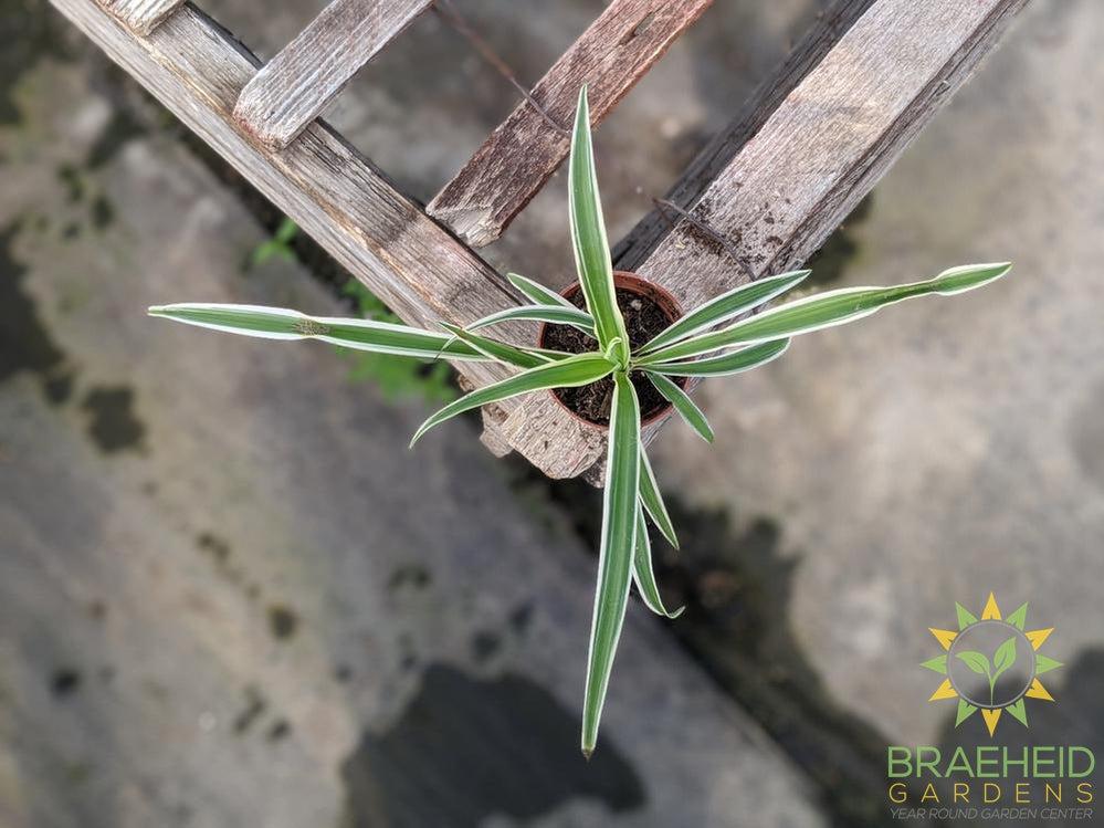 Spider Plant Reverse