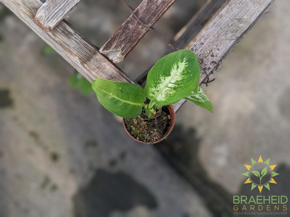 Dieffenbachia Perfection