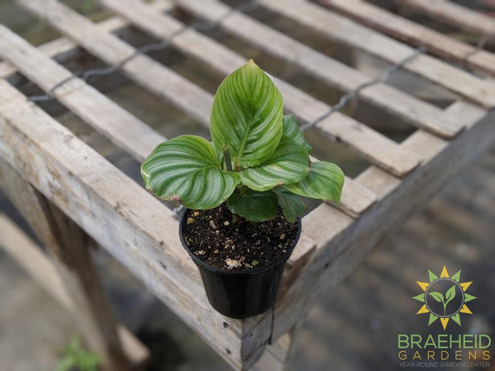 Calathea Orbifolia LIMITED