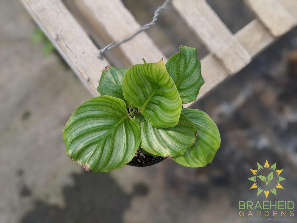 Calathea Orbifolia LIMITED